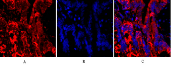 Tubulin α Polyclonal Antibody