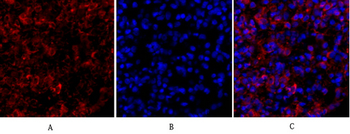 Tubulin α Polyclonal Antibody
