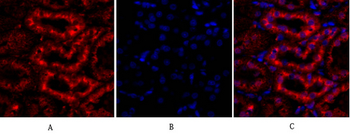 Tubulin α Polyclonal Antibody