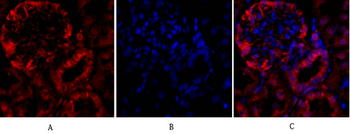 Tubulin α Polyclonal Antibody
