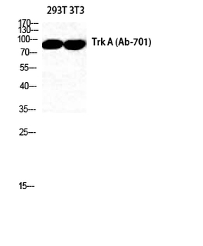 Trk A Polyclonal Antibody