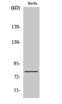 Tau Polyclonal Antibody