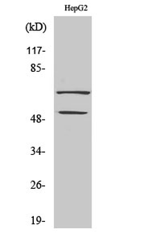 SYT Polyclonal Antibody