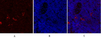 Synapsin I Polyclonal Antibody