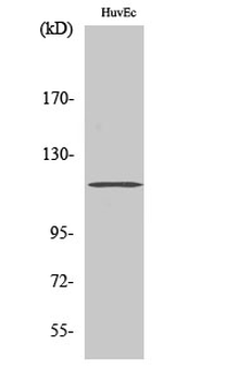 ST18 Polyclonal Antibody