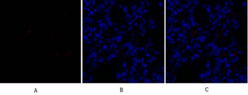 Sox-9 Polyclonal Antibody