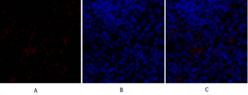 Sox-9 Polyclonal Antibody
