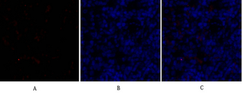 Sox-9 Polyclonal Antibody