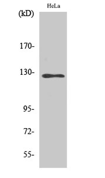 SMG7 Polyclonal Antibody