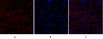 Smad4 Polyclonal Antibody