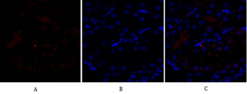 Smad3 Polyclonal Antibody