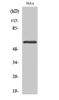 Smad1/5/9 Polyclonal Antibody