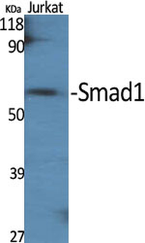 Smad1 Polyclonal Antibody
