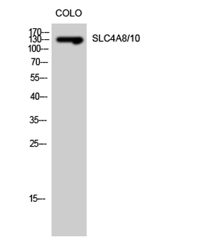 SLC4A8/10 Polyclonal Antibody