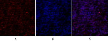 SIRT1 Polyclonal Antibody