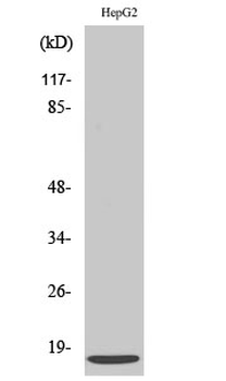 SDF-1 Polyclonal Antibody