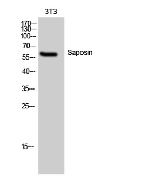 Saposin Polyclonal Antibody