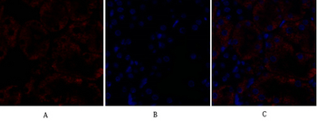 Rock-1 Polyclonal Antibody
