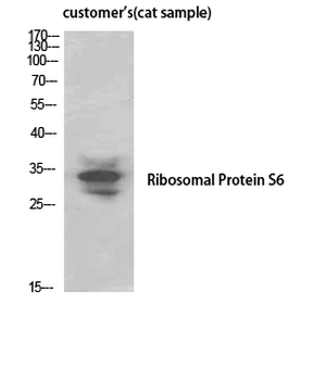 Ribosomal Protein S6 Polyclonal Antibody