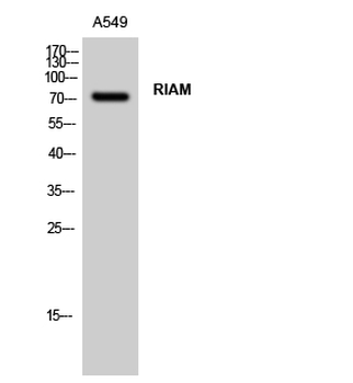RIAM Polyclonal Antibody