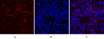 Rho A Polyclonal Antibody