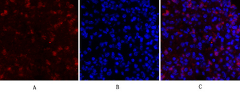 Rho A Polyclonal Antibody