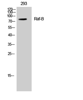 Raf-B Polyclonal Antibody