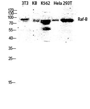 Raf-B Polyclonal Antibody