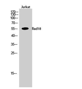 Rad18 Polyclonal Antibody