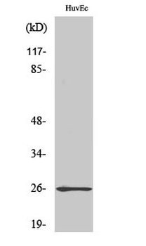 Rab L2A Polyclonal Antibody