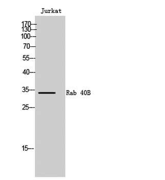 Rab 40B Polyclonal Antibody