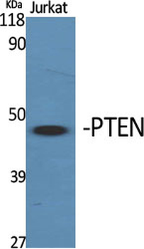 PTEN Polyclonal Antibody