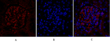PPAR-γ Polyclonal Antibody