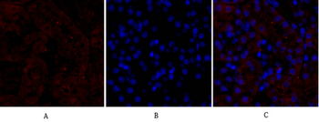 PPAR-γ Polyclonal Antibody
