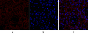 PPAR-γ Polyclonal Antibody