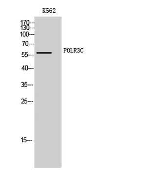 POLR3C Polyclonal Antibody