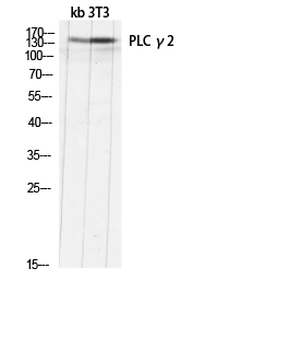 PLC γ2 Polyclonal Antibody