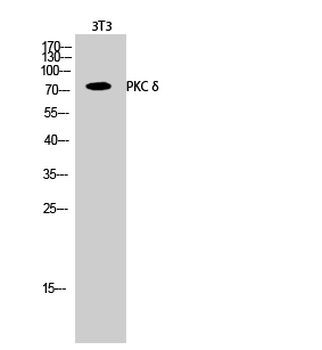 PKC δ Polyclonal Antibody