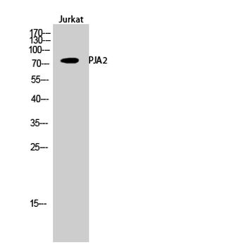 PJA2 Polyclonal Antibody