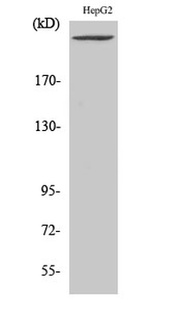 PIP5KIII Polyclonal Antibody