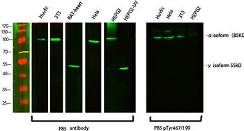 PI 3-kinase p85α/γ Polyclonal Antibody