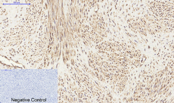 PI 3-kinase p85α/γ Polyclonal Antibody