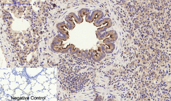 PI 3-kinase p85α/γ Polyclonal Antibody