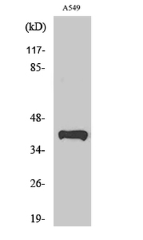 Peroxin 14 Polyclonal Antibody