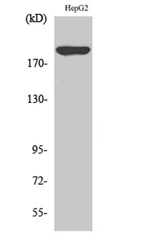 PDGFR-α Polyclonal Antibody