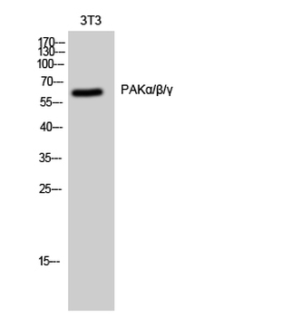 PAKα/β/γ Polyclonal Antibody