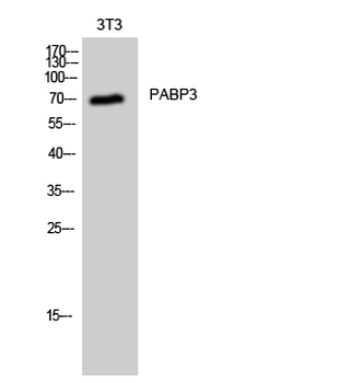 PABP3 Polyclonal Antibody
