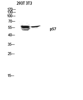 p57 Polyclonal Antibody