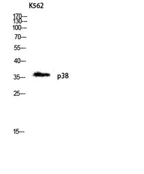 p38 Polyclonal Antibody