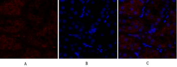 p38 Polyclonal Antibody